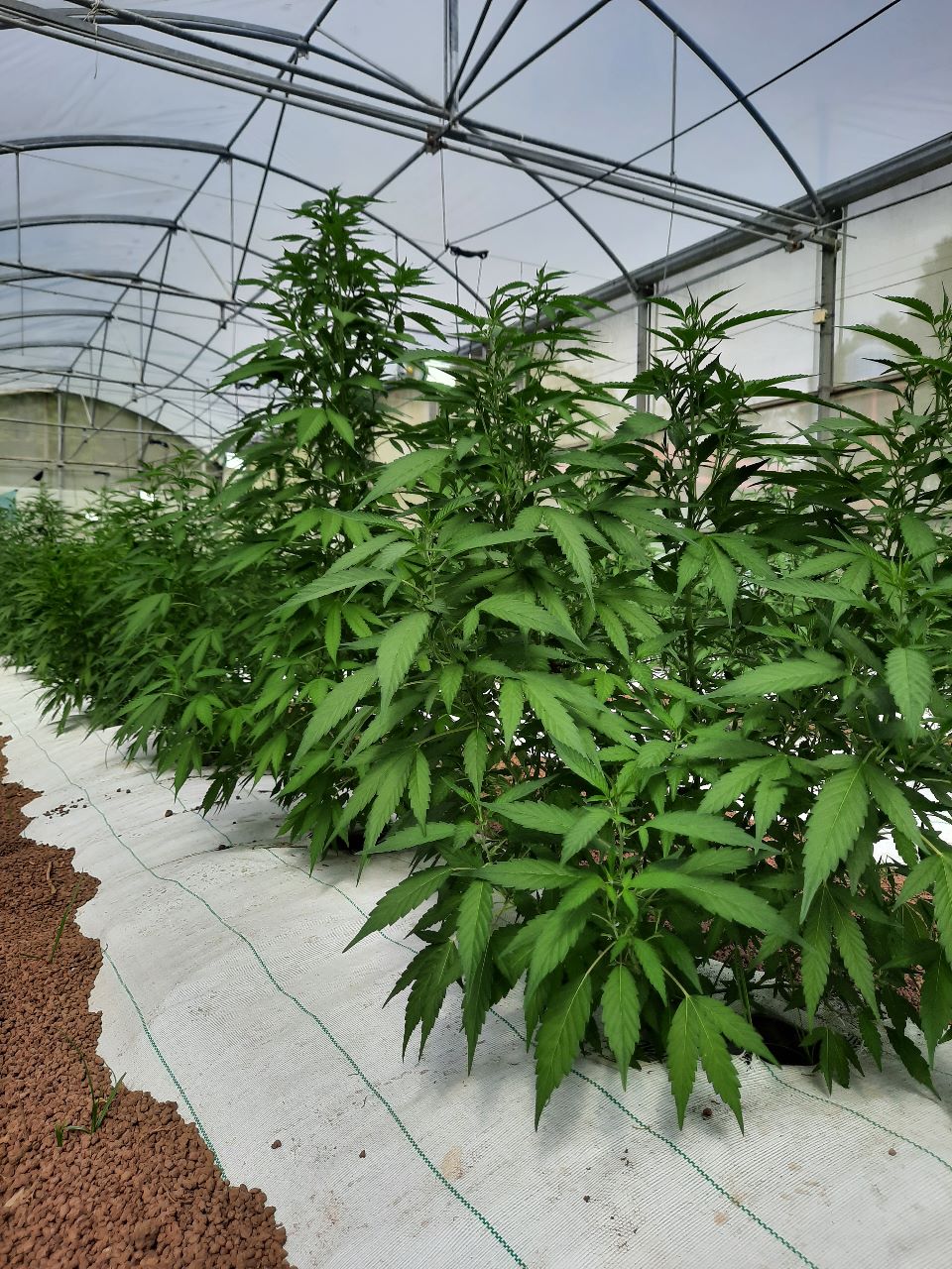 Empresa que operará en Guanacaste es la primera en recibir permiso para cultivar cannabis medicinal