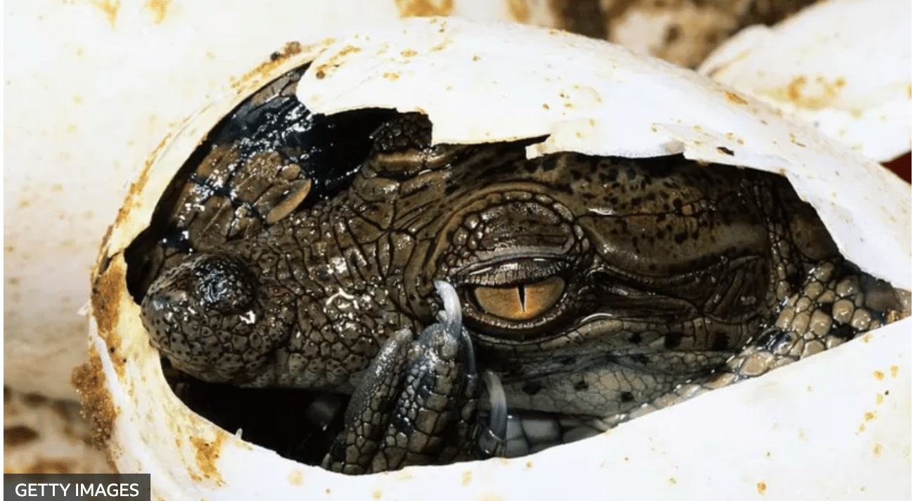“Nacimiento virginal” en Costa Rica: una hembra de cocodrilo se reprodujo sin ayuda de un macho