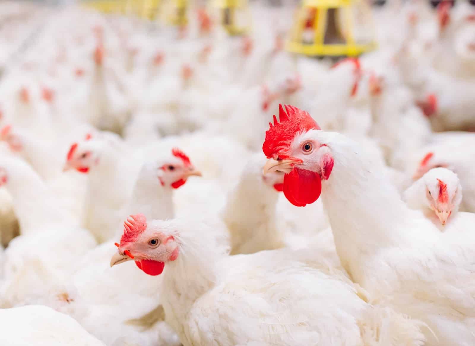 McDonald’s convierte a Costa Rica en primer país latino donde el 100% de sus huevos de gallinas son libres de jaula