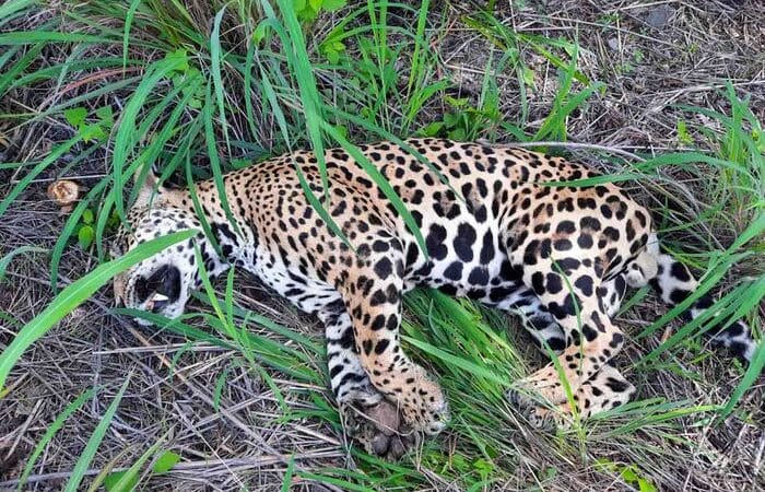 31 felinos del Área de Conservación Guanacaste han muerto atropellados este 2023