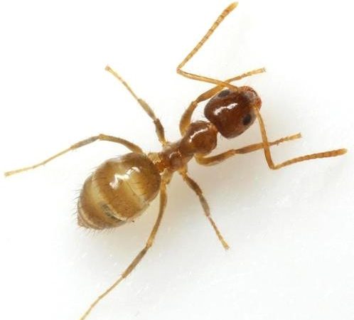 Hormiga loca en Costa Rica: sepa qué hacer si usted tiene una plaga de esta especie en su casa