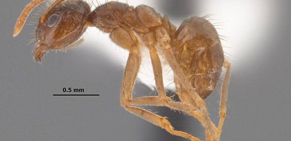 Reciente impacto de la hormiga loca: animales que mueren ciegos y daños en zonas boscosas en Guanacaste, advierte informe