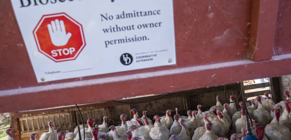La OMS alerta de un número “elevado” de gatos infectados con gripe aviar en Polonia