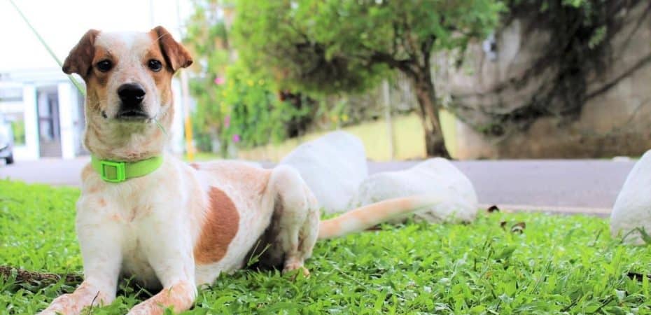 Más de 30 animalitos esperan adopción en Senasa: institución está sin capacidad para decomisar más ejemplares