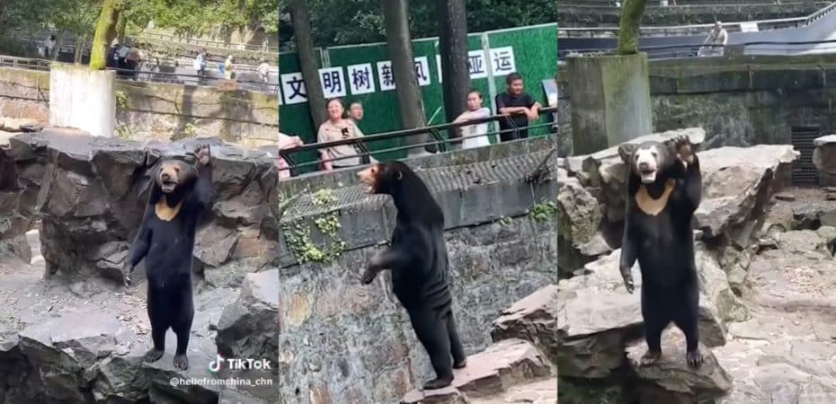Video | Zoológico de China niega que uno de sus osos sea un humano disfrazado