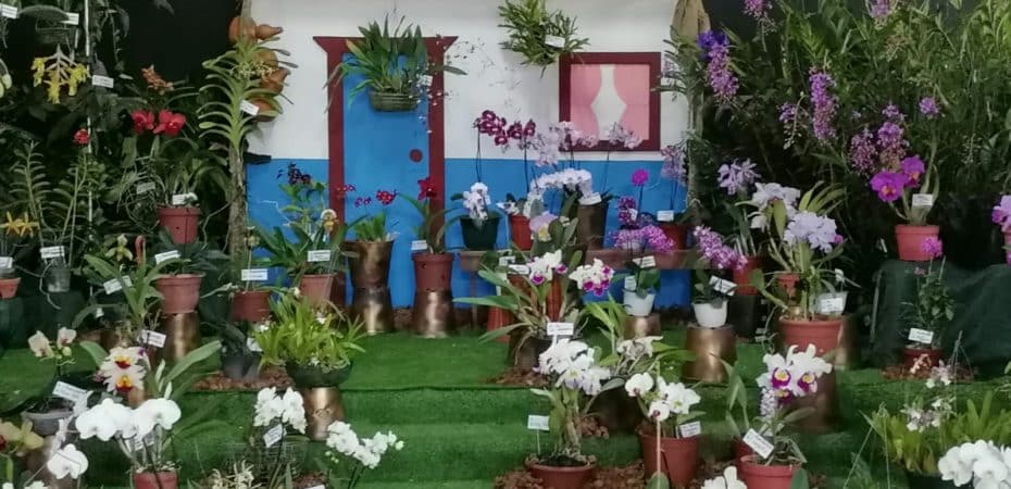 Asociación de Orquídeas de Naranjo celebra 30 años con exposición y venta de decenas de plantas