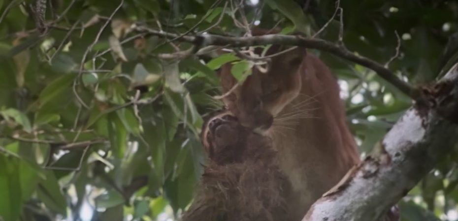 Video | Guías y turistas vieron a puma con un perezoso en su hocico en lo alto de los árboles en Corcovado