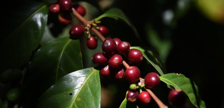 ¡Más secretos del café! UCR le detecta nueva cualidad para combatir bacterias dañinas