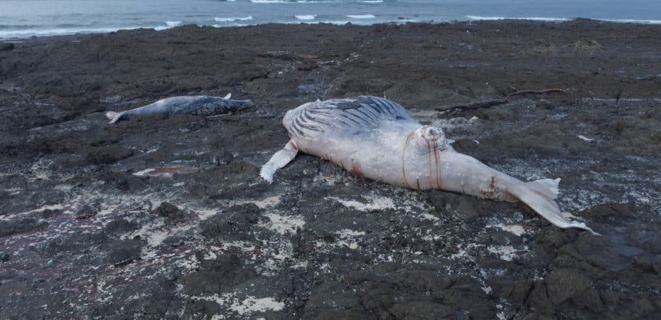 Senasa reporta un aumento en la muerte de ballenas: 13 casos se han registrado en lo que va del 2023
