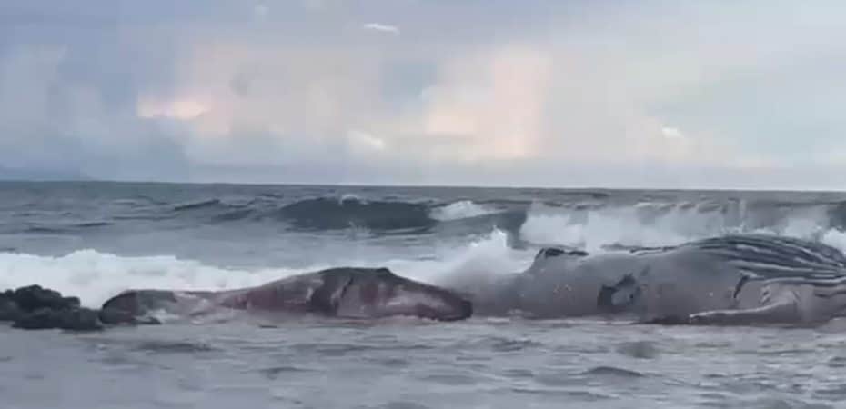 Video | Experto explica triste video de ballena muerta con su cría viva a la par en Puntarenas