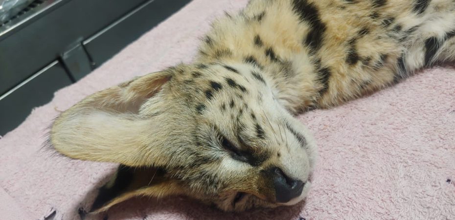 Abandonan felino africano frente a refugio animal; se trataría de un caso de trasiego de vida silvestre
