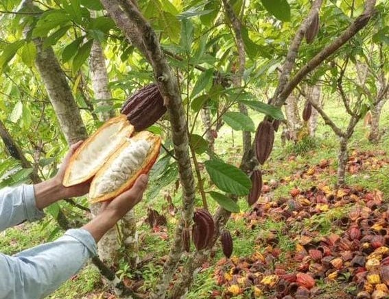 Cacao de Costa Rica se posiciona entre los 50 mejores del mundo