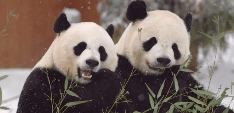Por qué China le está pidiendo a varios países que le devuelvan sus icónicos pandas