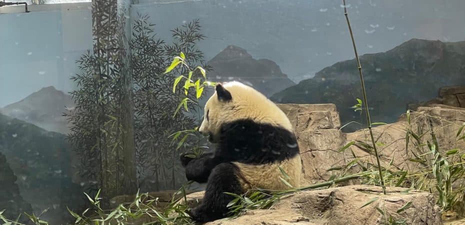 Video | Tres pandas gigantes viajaron en avión 19 horas desde EE.UU. hasta China