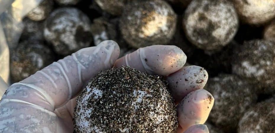 Encuentran nido de tortuga baula con 45 huevos en el Área de Conservación Guanacaste
