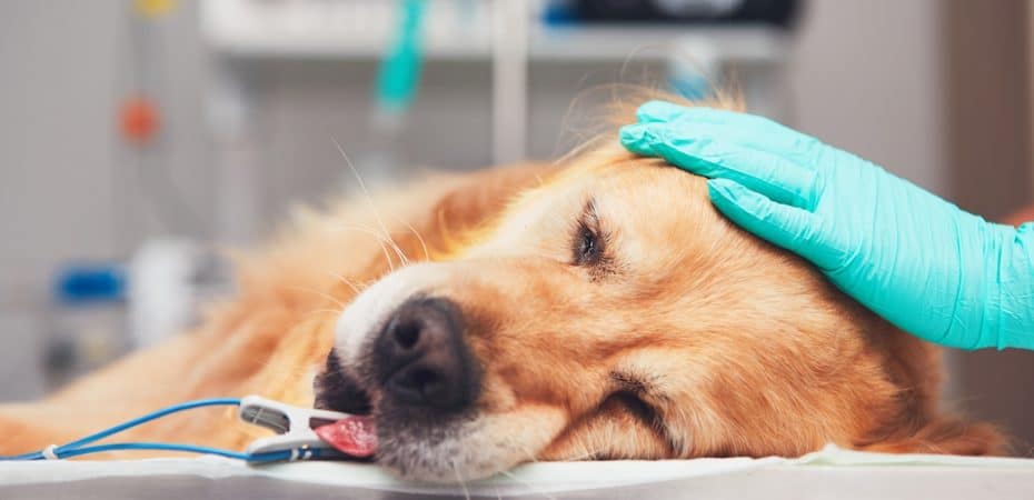 Autoridades nacionales alertan por extraña enfermedad respiratoria en perros que está afectando en Estados Unidos