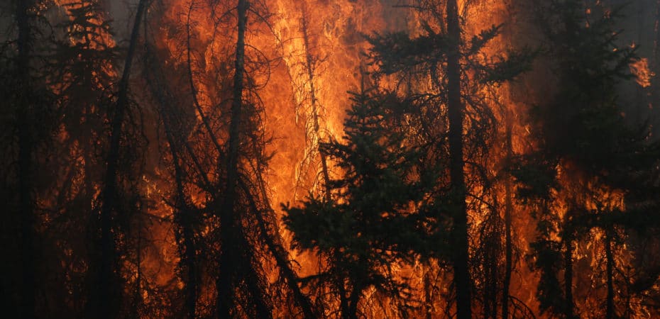 2023, un año devastador por los incendios forestales