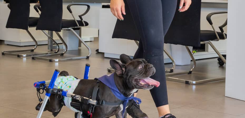 Cooper, un perrito rescatado, ahora tendrá movilidad gracias a una silla de ruedas nueva