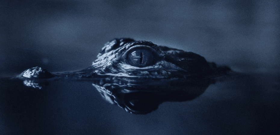 Fotógrafo internacional muestra cautivadoras imágenes de los cocodrilos del Río Tárcoles