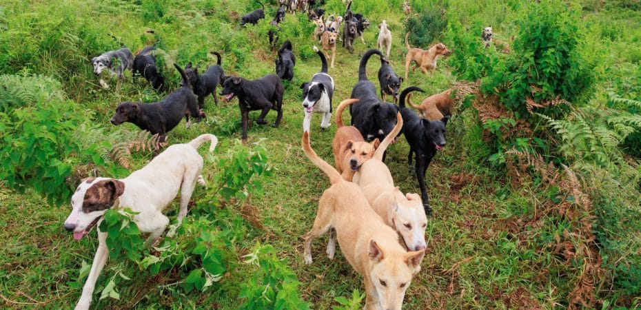 Zaguatón Navideño: ayude con alimentos a 1.800 perritos de Territorio de Zaguates; hay feria de adopción