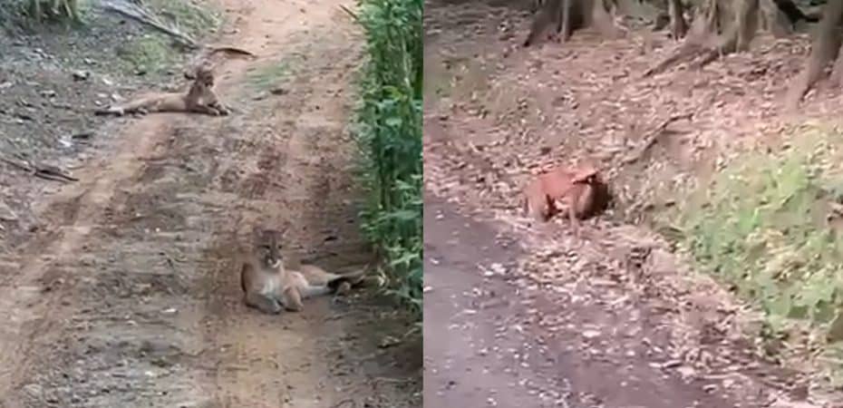 Video | Captan a puma y dos crías cerca de Corcovado; luego, felina es vista cazando venado
