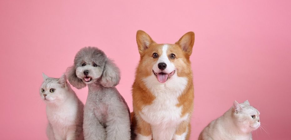 BK lanza nuevamente su galleta para perros con sabor a Whopper y su mascota puede protagonizar la campaña