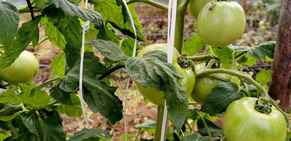Equipo de la UCR crea variedad de tomate mejorada que es resistente a mortales enfermedades