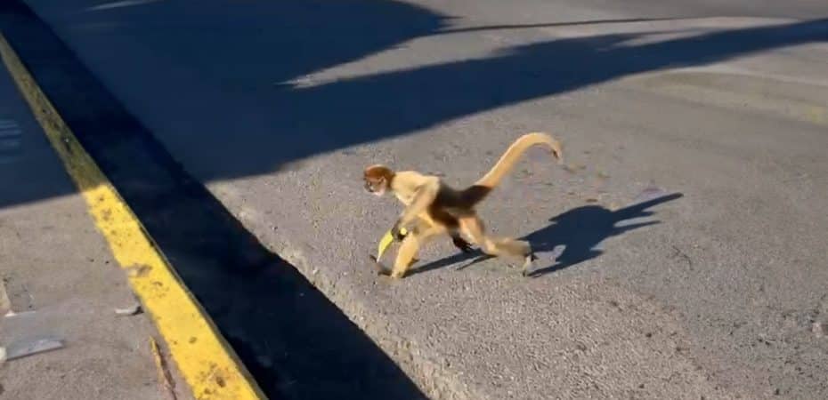Investigarán caso del mono que se robó una fruta de un local comercial en Guanacaste