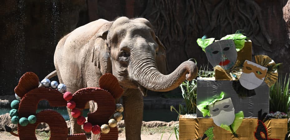 Fotos | Con pastel y cantos, elefanta Trompita de Guatemala celebra 63 años