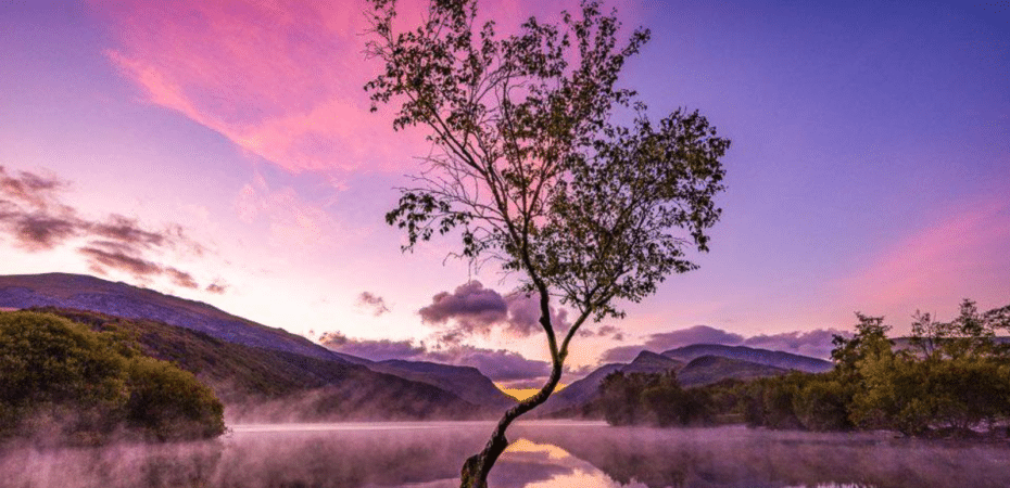 El “árbol solitario” y otras espectaculares imágenes de la naturaleza premiadas en el concurso Internacional del Fotógrafo de Jardines