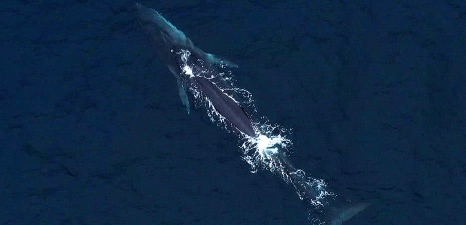 El número de ballenas jorobadas en el Pacífico norte cayó un 20% en una década