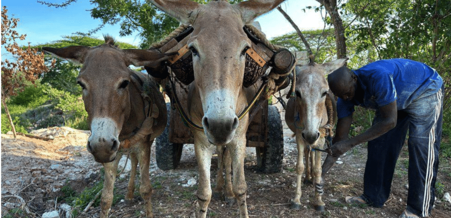 El negocio cosmético detrás de la matanza de millones de burros que se produce cada año