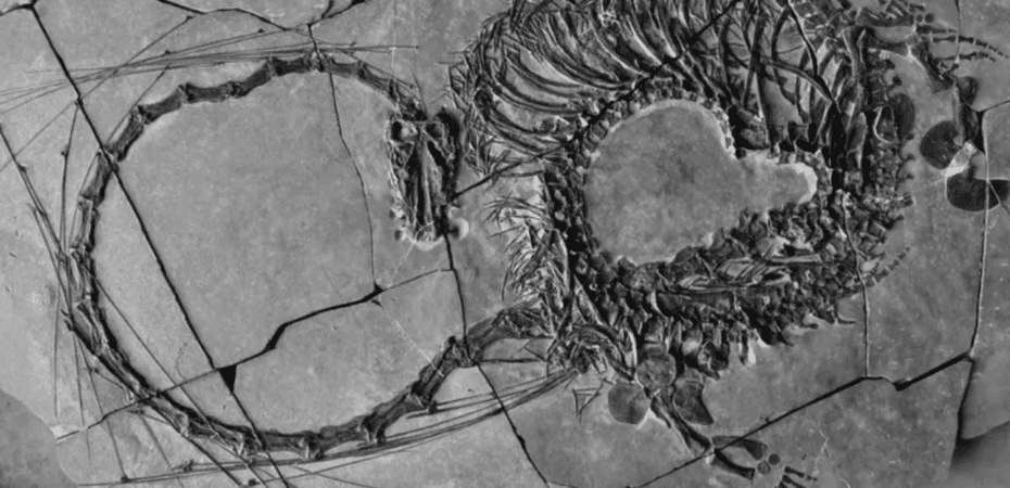 El espectacular fósil de un dinosaurio “dragón” de 240 millones de años de antigüedad descubierto en China