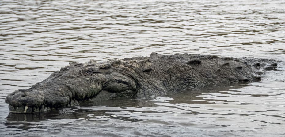 Ataque de cocodrilo: reptiles están en época de anidación y visitantes deben elevar cuidados en ríos y playas