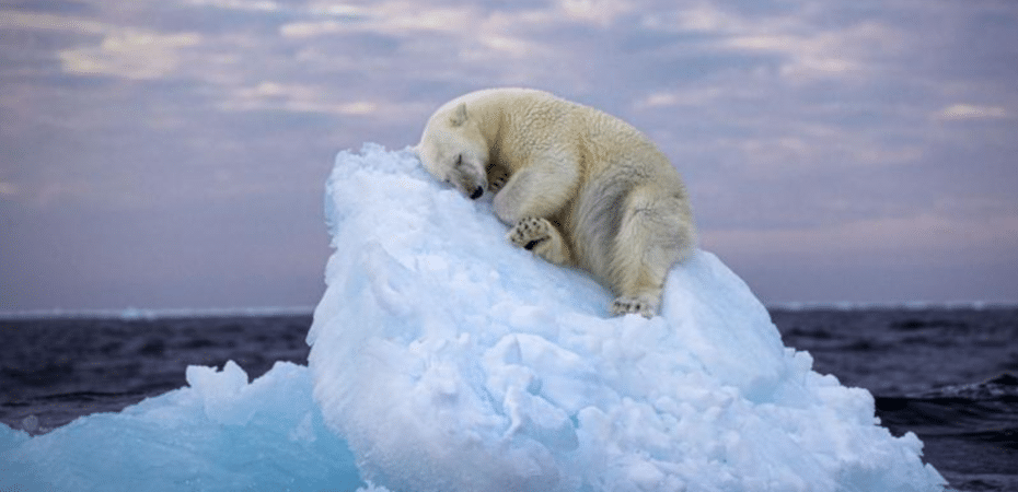 “Cama de hielo”: la conmovedora foto de un oso durmiendo que ganó el concurso de fotografía del Museo de Historia Natural de Londres