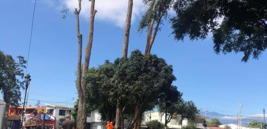 Municipalidad de San José cortará 52 árboles de parques como Francia, Morazán y El Café