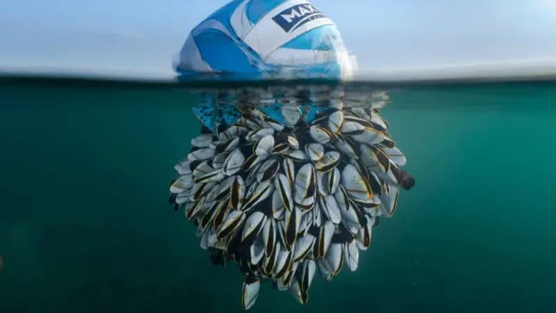 Mitad balón de fútbol, mitad crustáceo: la impresionante foto que se llevó el premio del British Wildlife Photography Awards