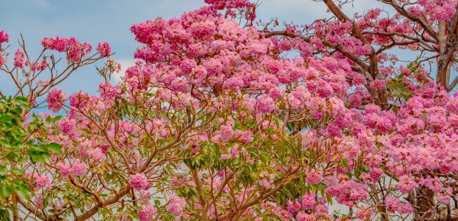 Fotos y video | Miles de árboles tiñen los paisajes de Costa Rica con sus hermosas flores multicolores