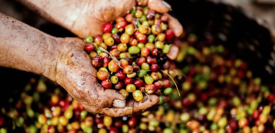 Italia será el país del mundo en tomar café de Costa Rica libre de deforestación