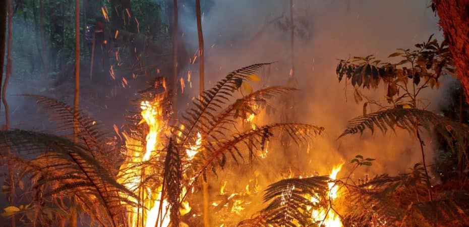 Incendio forestal consumió más de una hectárea en Prusia; otra emergencia se atiende en Isla Chira