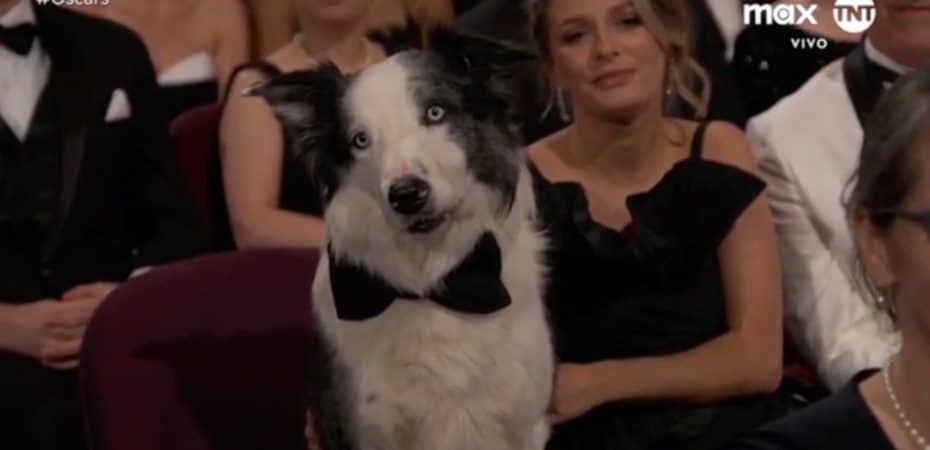 Messi, el perro que causó furor en la ceremonia de los premios Oscar 2024