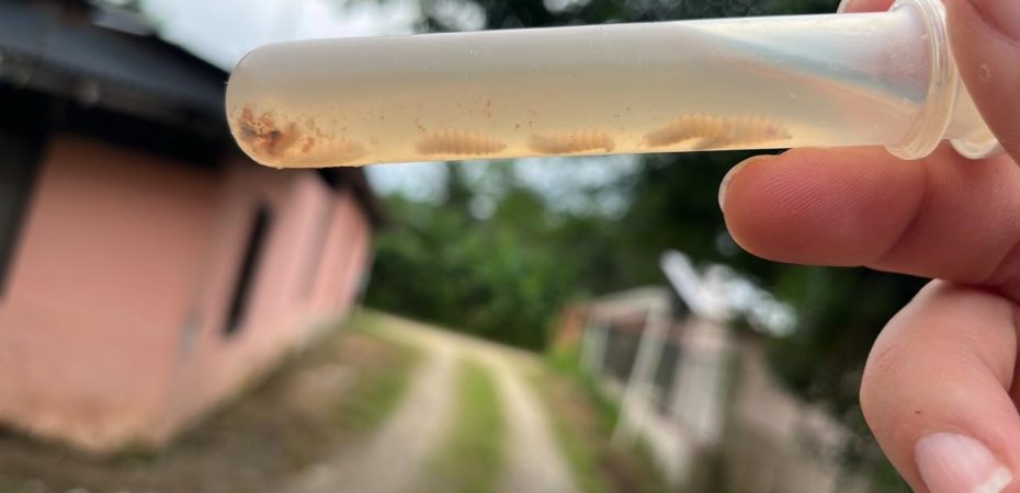 En cuatro meses Costa Rica reporta 10 casos y dos muertos por gusano barrenador