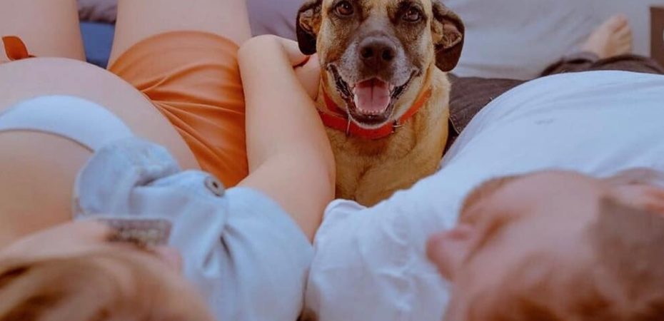 Los perros sí entienden a los humanos, afirma nuevo estudio