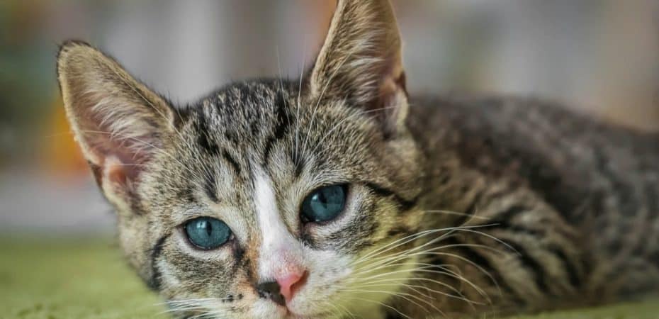 Monge albergará el 13 de abril una feria de castración de gatos en Zapote