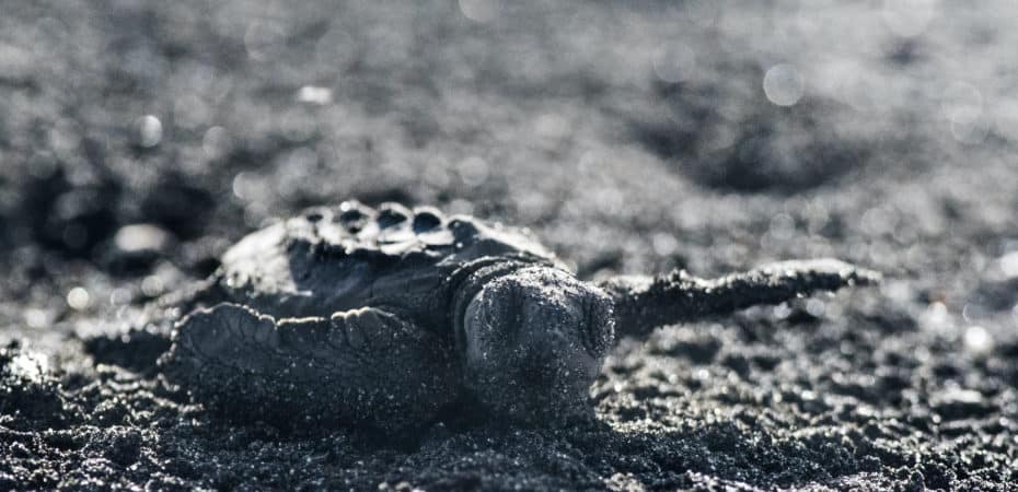 Organización que protege tortugas en Costa Rica es reconocida mundialmente por la revista ‘Travel + Leisure’