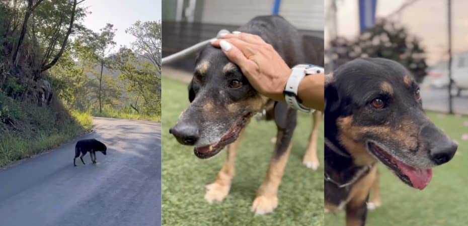 Johanna Solano rescata perrito fracturado y que habría sido abandonado por sus dueños