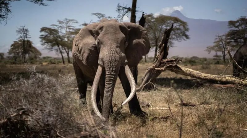 “No es broma”: por qué Botswana amenaza con enviar 20.000 elefantes a Alemania