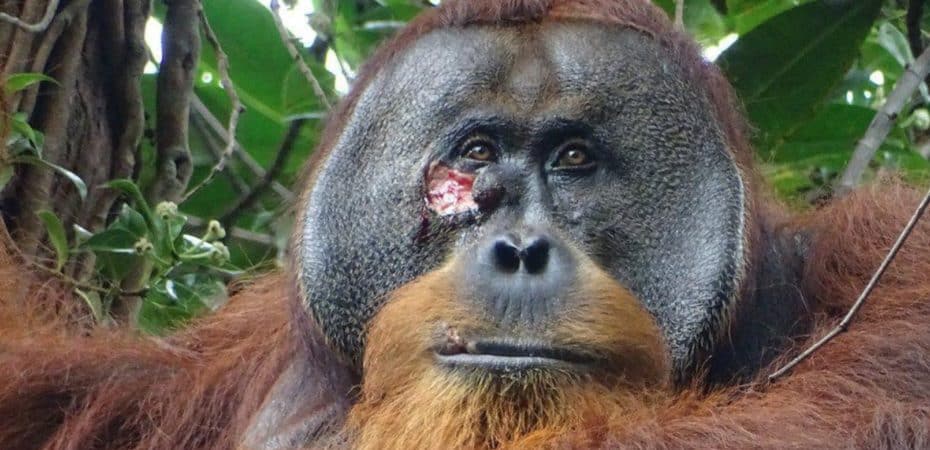 Científicos graban por primera vez a orangután curándose una herida con una planta