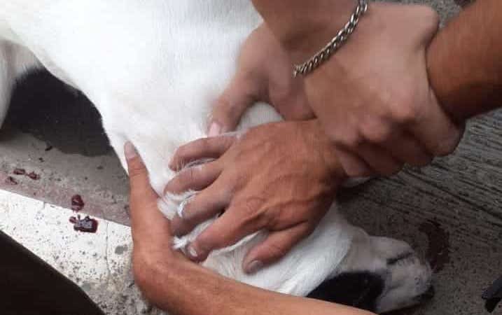 Video | Perro recibió balazo en la cabeza durante operativo policial en Hatillo