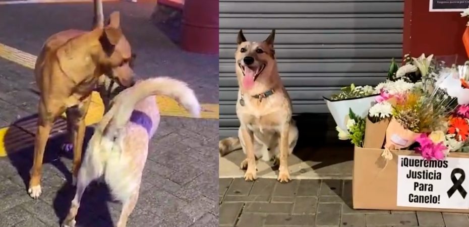 Crimen de Canelo: el perro que hizo del parque de San Ramón su hogar y su muerte consterna a un pueblo